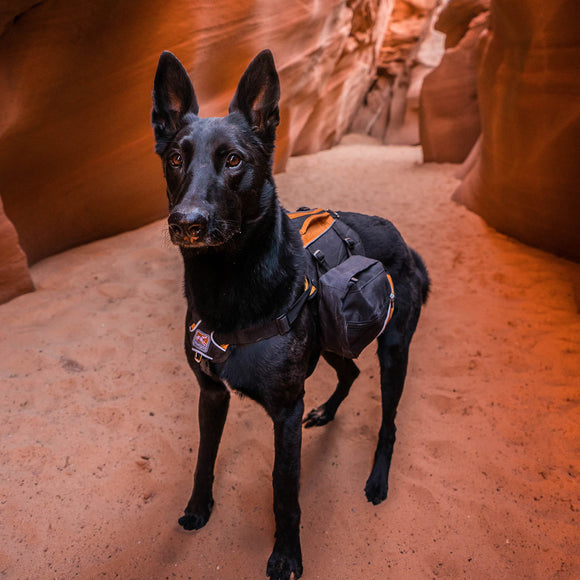 Kurgo Baxter Backpack 3.75L Black – Adjustable Saddlebags, Lightweight and Durable Design