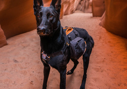 Kurgo Big Baxter Backpack 7.5L Black – Adjustable Saddlebags, Durable Design for Large Breeds