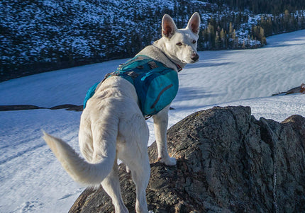 Kurgo Big Baxter Backpack 7.5L Blue – Adjustable Saddlebags, Durable Design for Large Breeds