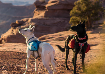 Kurgo Big Baxter Backpack 7.5L Blue – Adjustable Saddlebags, Durable Design for Large Breeds