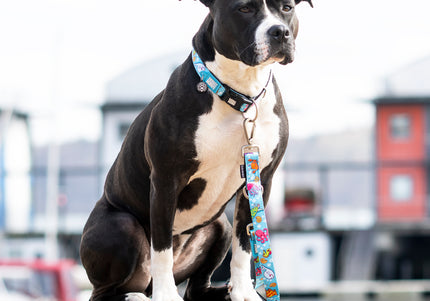 Max&Molly GOTCHA! Smart ID Ocean Collar – Adjustable XS Dog Collar with Smart Tag Technology