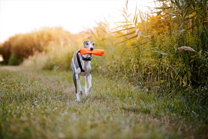 Julius-K9 Multidummie One Hand – Multifunctional Training Tug and Floating Water Toy