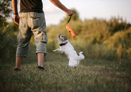 Julius-K9 Multidummie One Hand – Multifunctional Training Tug and Floating Water Toy