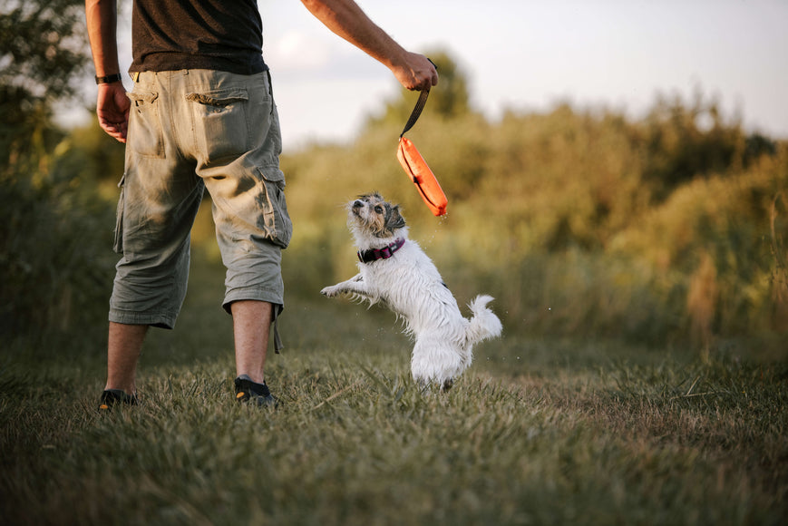 Julius-K9 Multidummie Double Hand – Multifunctional Tug and Water Toy, Durable Design