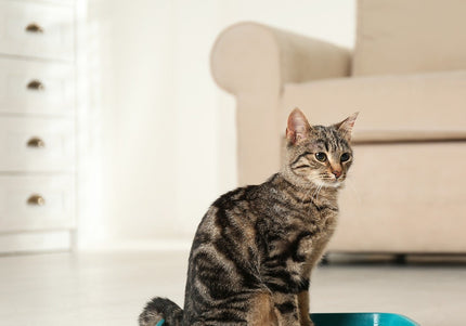 Cat&Rina Catigienica Paper Cat Litter 12L – Biodegradable, Lightweight, Low-Dust Absorbent Pellets