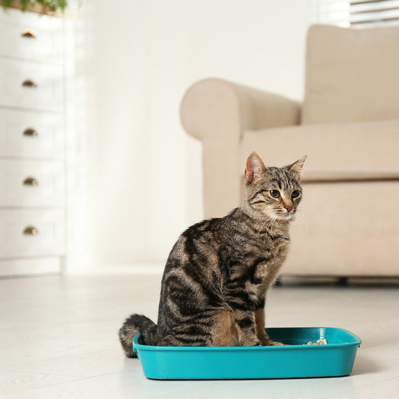 Cat&Rina Catigienica Paper Cat Litter 12L – Biodegradable, Lightweight, Low-Dust Absorbent Pellets