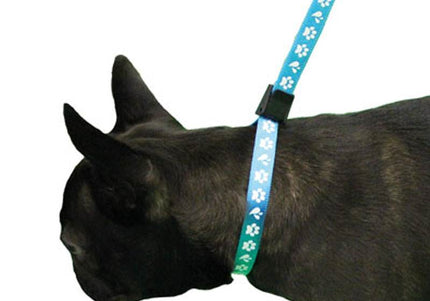 Groom Professional Amoz Pro Nylon Grooming Leash – Blue, 40cm, White Paw Print, 1.5cm Wide