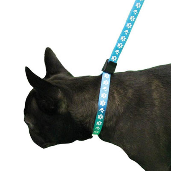 Groom Professional Amoz Pro Nylon Grooming Leash – Blue, 40cm, White Paw Print, 1.5cm Wide