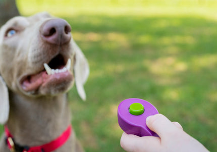 PetSafe Click-R Training Clicker – Ergonomic Purple Design, Durable and Easy to Use