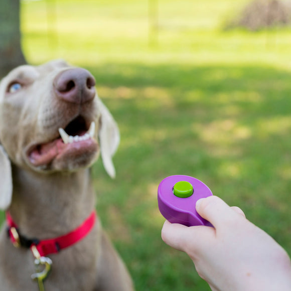 PetSafe Click-R Training Clicker – Ergonomic Purple Design, Durable and Easy to Use