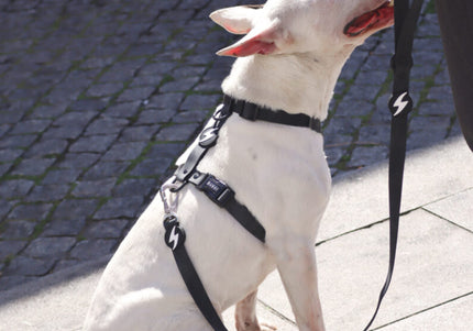 Dashi Colorflex Leash Black 120cm – Urban Waterproof Dog Leash, Large Size, Flexible Design