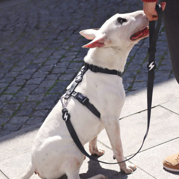 Dashi Colorflex Leash Black 120cm – Urban Waterproof Dog Leash, Large Size, Flexible Design