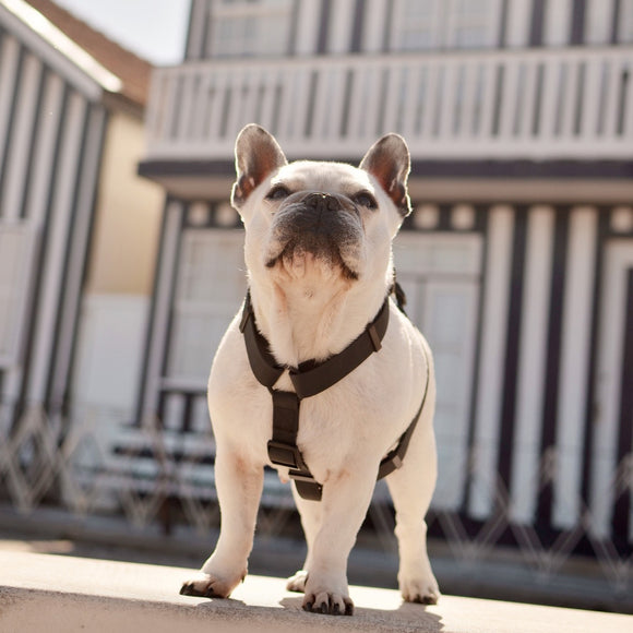 Dashi Colorflex Back Harness Black – Adjustable Waterproof Guard Harness, Large Size, Durable Design