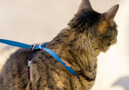 PetSafe Easy Walk Cat Harness – Royal Blue Bungee Harness and Leash, Small Size