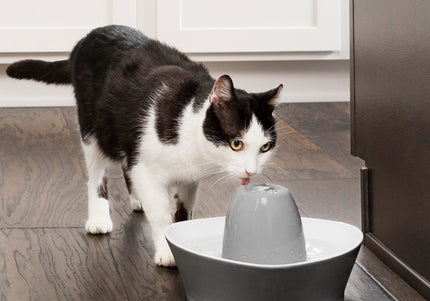 PetSafe Streamside Ceramic Pet Fountain 1.8L – Quiet Durable Water Dispenser with Easy-Clean Design