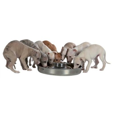 Show Tech Large Puppy Feeding Bowl – 37cm Stainless Steel, Durable Non-Slip Base