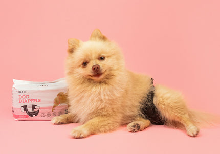 Dashi Dog Diapers Black Large – Comfortable Leak-Proof Disposable Pampers, 12 Pack