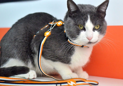 Dashi Stripes Orange & Black Cat Harness and Leash Set – Adjustable, Durable Design