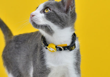 Dashi La Casa De Papel Golden Cat Collar – Black Adjustable Collar with Money Heist Theme