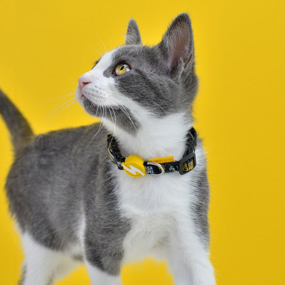 Dashi La Casa De Papel Golden Cat Collar – Black Adjustable Collar with Money Heist Theme