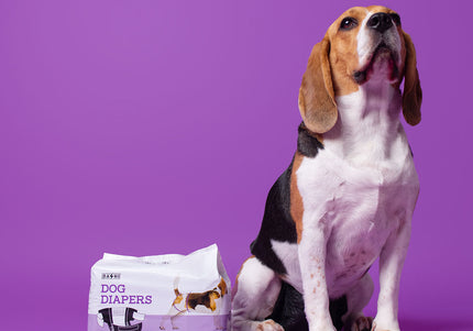 Dashi Dog Diapers Black Large – Comfortable Leak-Proof Disposable Pampers, 12 Pack