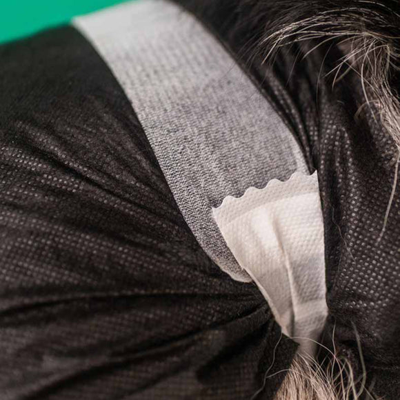 Dashi Dog Diapers Black Large – Comfortable Leak-Proof Disposable Pampers, 12 Pack