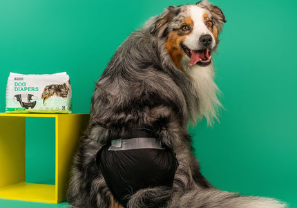 Dashi Dog Diapers Black Large – Comfortable Leak-Proof Disposable Pampers, 12 Pack