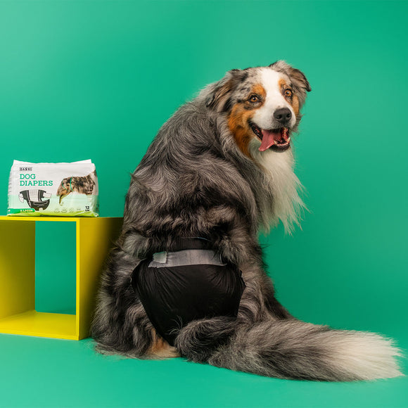 Dashi Dog Diapers Black Large – Comfortable Leak-Proof Disposable Pampers, 12 Pack