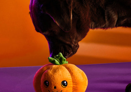 Dashi Halloween Plush Toy Jackie – Soft Pumpkin-Shaped Dog Plush, Festive and Durable Design