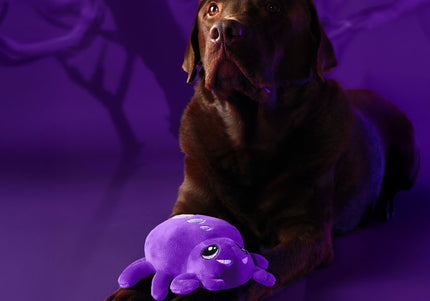 Dashi Halloween Spider Plush Toy – Fuzzy Soft Dog Toy with Festive Design