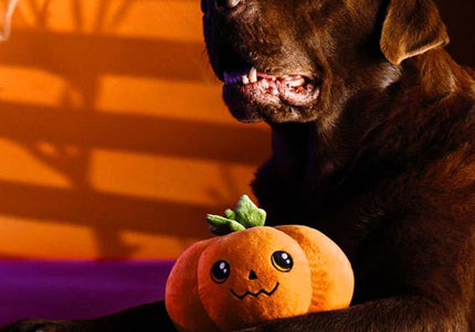 Dashi Halloween Plush Toy Jackie – Soft Pumpkin-Shaped Dog Plush, Festive and Durable Design