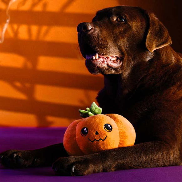 Dashi Halloween Plush Toy Jackie – Soft Pumpkin-Shaped Dog Plush, Festive and Durable Design