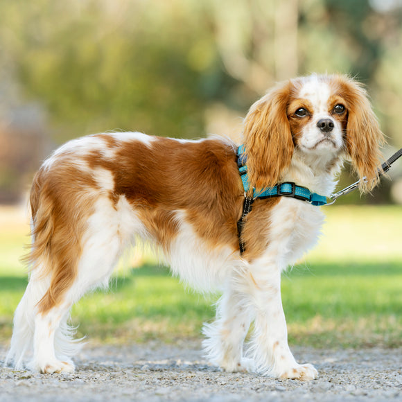 PetSafe Easy Walk Deluxe Harness – Soft Black and Blue Dog Harness with Leash, Medium