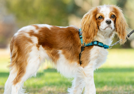 PetSafe Easy Walk Deluxe Harness – Soft Black and Blue Dog Harness with Leash, Medium