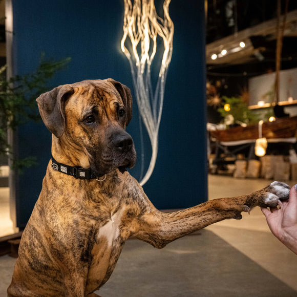 Max&Molly GOTCHA! Smart ID Matrix 2.0 Collar – Black, Medium, QR Tag Security