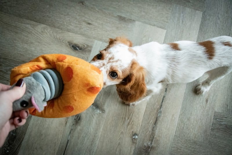 Holland Double Wooble Bubble Buddies – Squeaky Dog Toy with Spring, Fish Aquarium Design