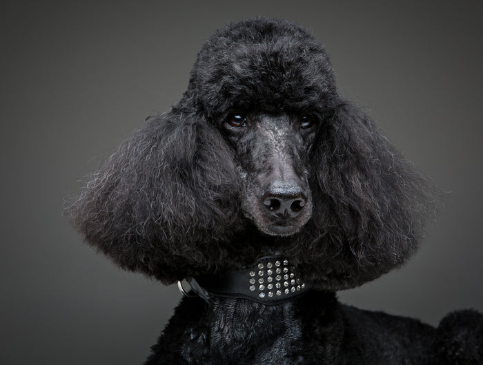 <h1>Premium Pet Grooming,<br/>Made Simple</h1>