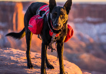 Kurgo Big Baxter Backpack 7.5L Red – Adjustable Saddlebags, Durable Design for Large Breeds