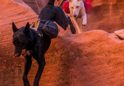 Kurgo Big Baxter Backpack 7.5L Black – Adjustable Saddlebags, Durable Design for Large Breeds