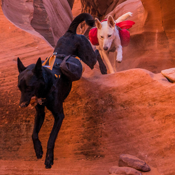 Kurgo Baxter Backpack 3.75L Black – Adjustable Saddlebags, Lightweight and Durable Design