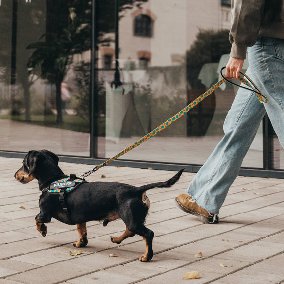 Julius-K9 MoreColor Leopard Tape Leash 120cm – Neoprene Handle, Yellow and Turquoise