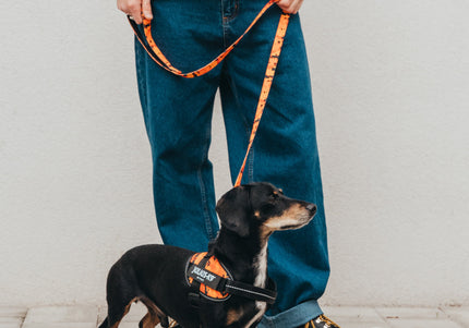 Julius-K9 MoreColor Pixeljuice Leash 120cm – Neoprene Handle, Orange Pixel Tape, Durable Design