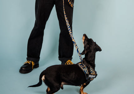 Julius-K9 MoreColor Canyon Leash 120cm – Durable Tape Lead with Neoprene Handle, Vibrant Pattern