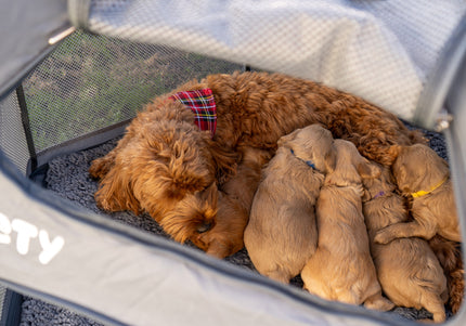 Pety Playpen Big Foldable Dog Tent – Spacious Portable Design with Mat and Cover Included