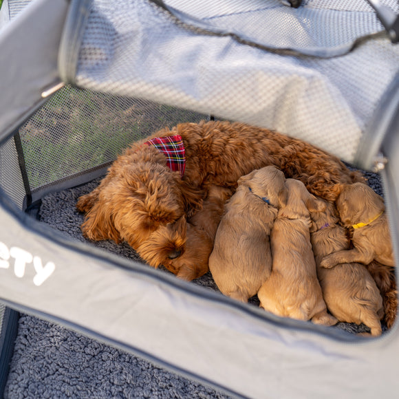 Pety Playpen Big Foldable Dog Tent – Spacious Portable Design with Mat and Cover Included