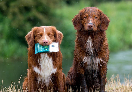 Hownd Yup You Stink! Emergency Dog Wipes – Large Wet Wipes, Removes Dirt and Odors, 7 Pack