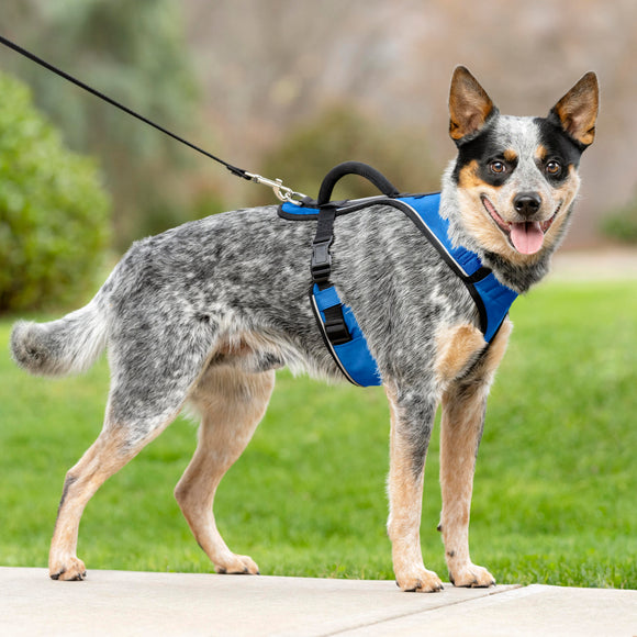 PetSafe Easy Sport Harness Blue – Pressure-Free Adjustable Medium Size, Comfortable Fit