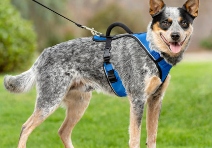 PetSafe Easy Sport Harness Blue – Pressure-Free Adjustable Medium Size, Comfortable Fit