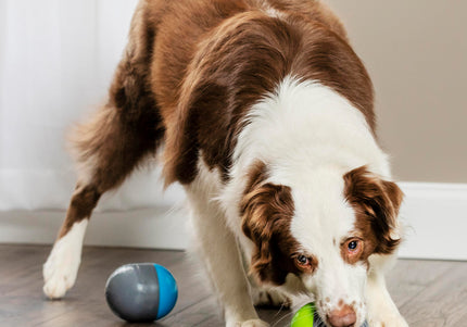 PetSafe Ricochet Electronic Dog Toy – Interactive Squeaking Balls, Engaging Play Design