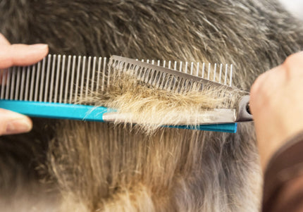 Ehaso Revolution Chunker 6" Thinning Shears – Japanese Steel, 22 Teeth, Professional Precision